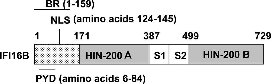 FIG. 1