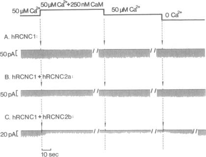 graphic file with name pnas01146-0486-a.jpg