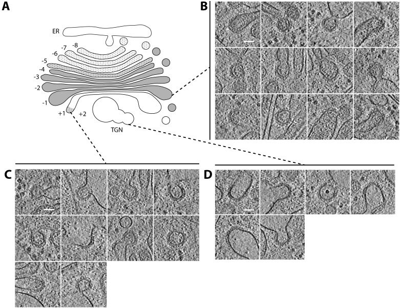 Figure 4—figure supplement 1.