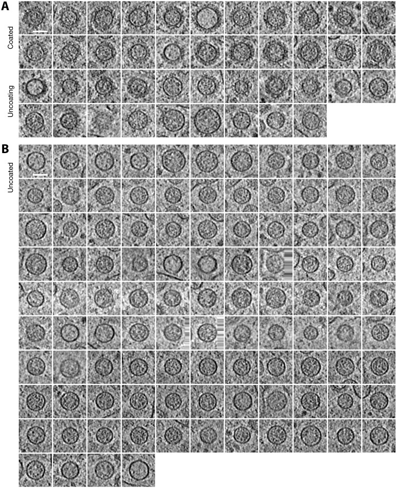 Figure 3—figure supplement 1.