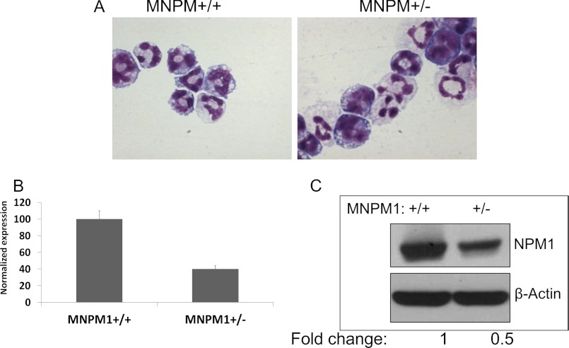 FIGURE 1.