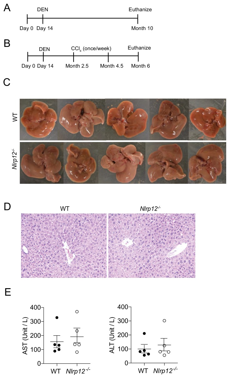 Figure 1—figure supplement 1.