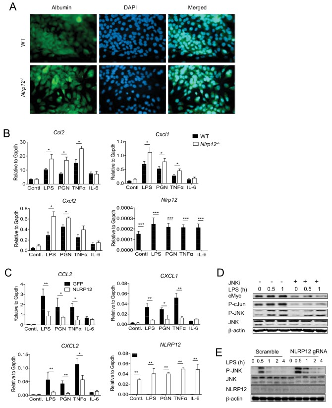 Figure 6—figure supplement 1.