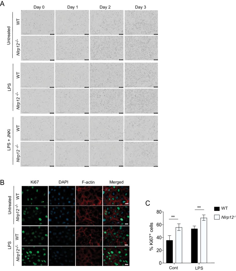 Figure 7—figure supplement 1.