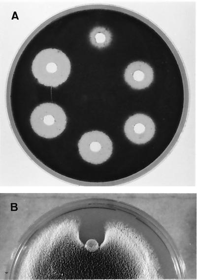 FIG. 5