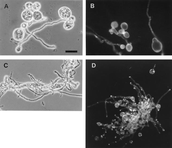 FIG. 7