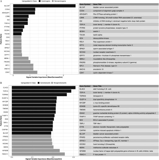 Figure 3A is a horizontal bar graph plotting feature names (y-axis) across signed variable importance (mean decrease in gini; x-axis) for the carcinogens and noncarcinogens. A tabular representation with columns labeled gene symbol and gene title lies adjacent to the bar graph. Figure 3B is a horizontal bar graph plotting feature names (y-axis) across signed variable importance (mean decrease in gini; x-axis) for the genotoxicants and nongenotoxicants. A tabular representation with columns labeled gene symbol and gene title lies adjacent to the bar graph.