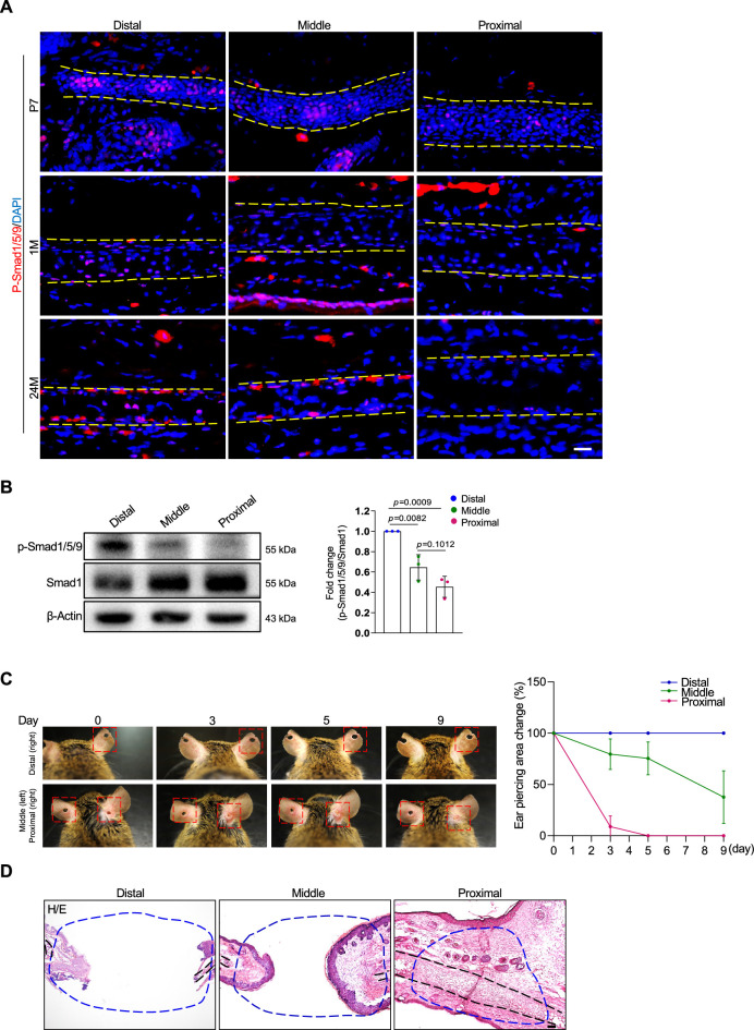 Figure 2—figure supplement 4.