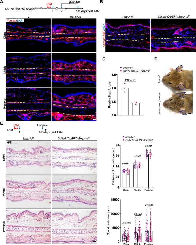 Figure 2—figure supplement 5.