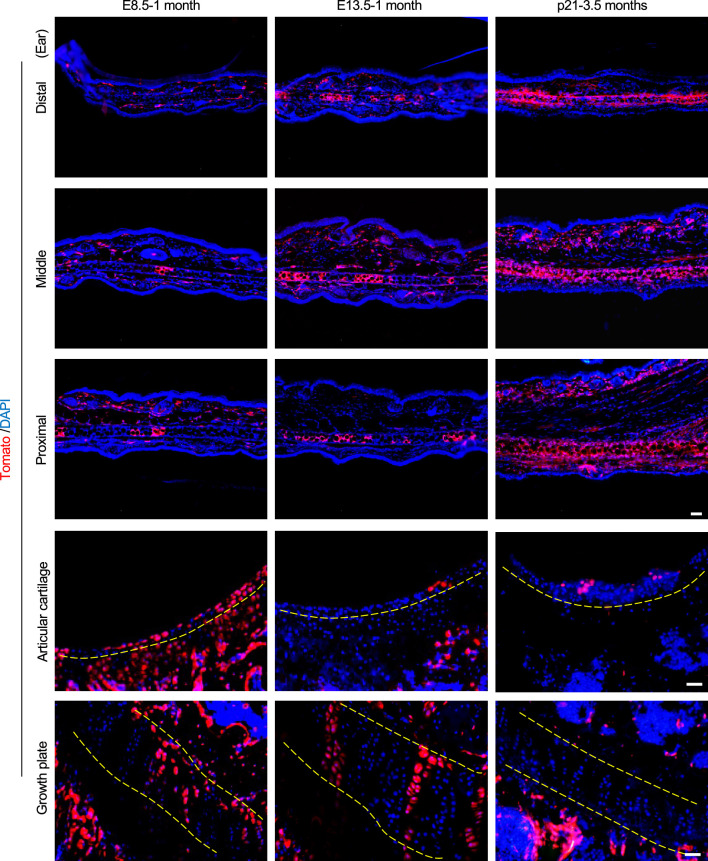 Figure 1—figure supplement 1.