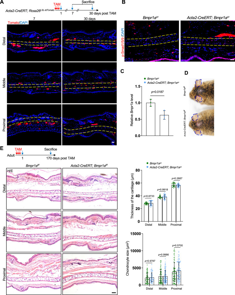 Figure 2—figure supplement 6.