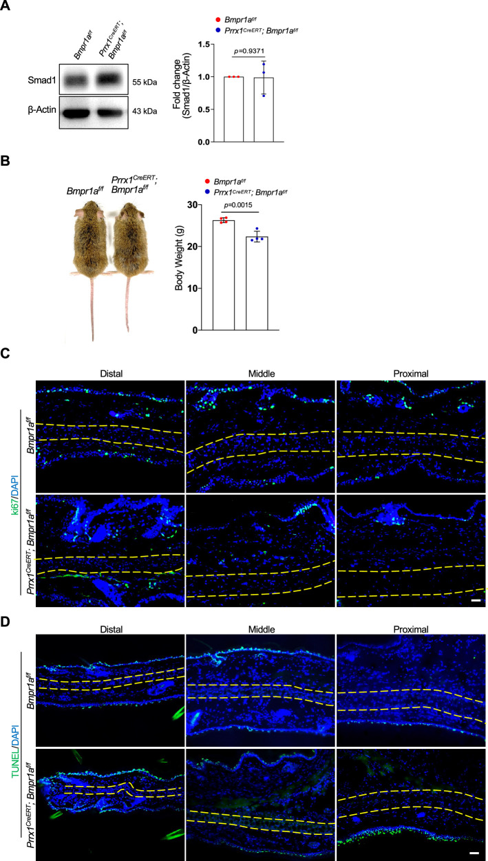 Figure 2—figure supplement 1.