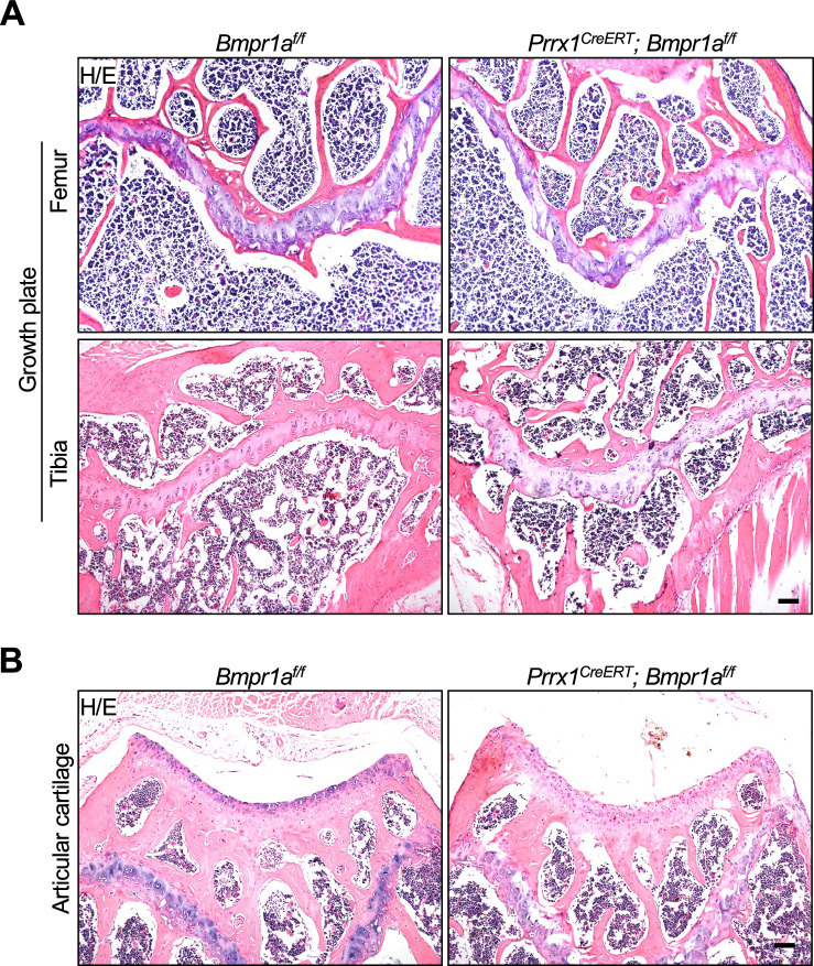 Figure 3—figure supplement 1.