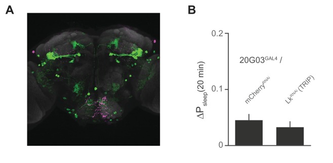 Figure 7—figure supplement 1.