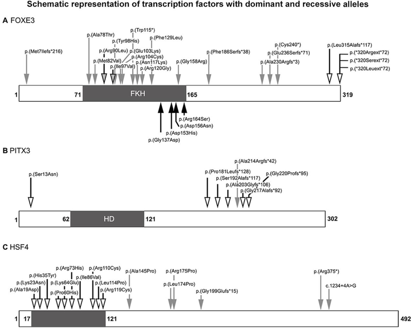 Figure 2: