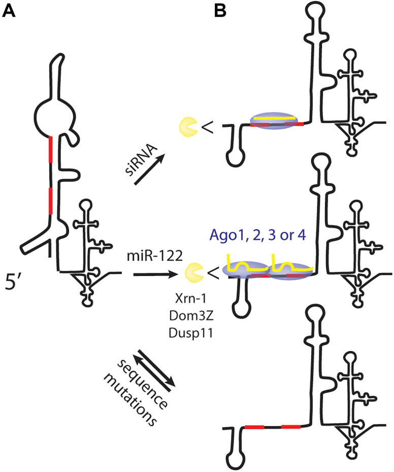 Figure 11.