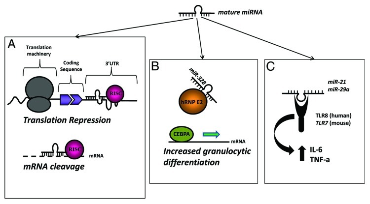 graphic file with name rna-10-169-g1.jpg