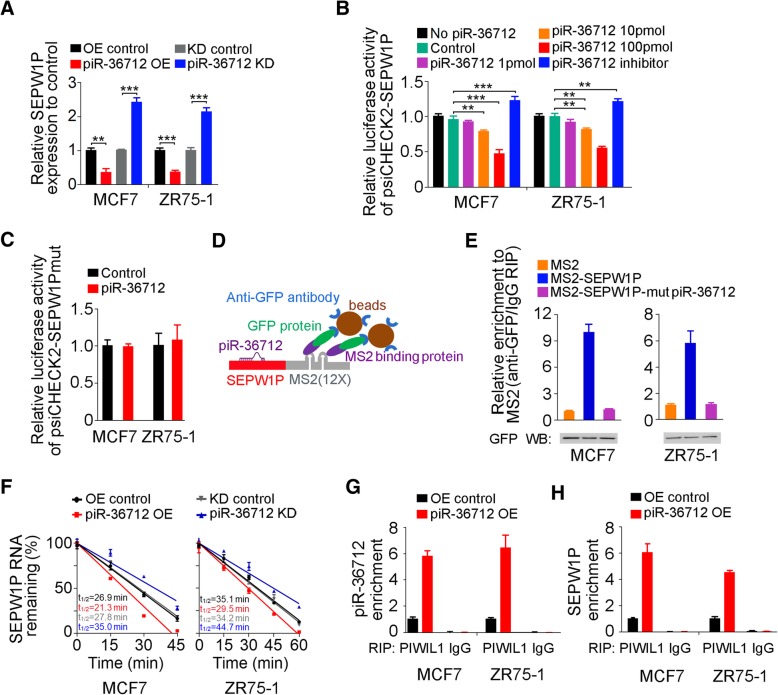 PIWI-interacting RNA-36712 restrains breast cancer progression and ...