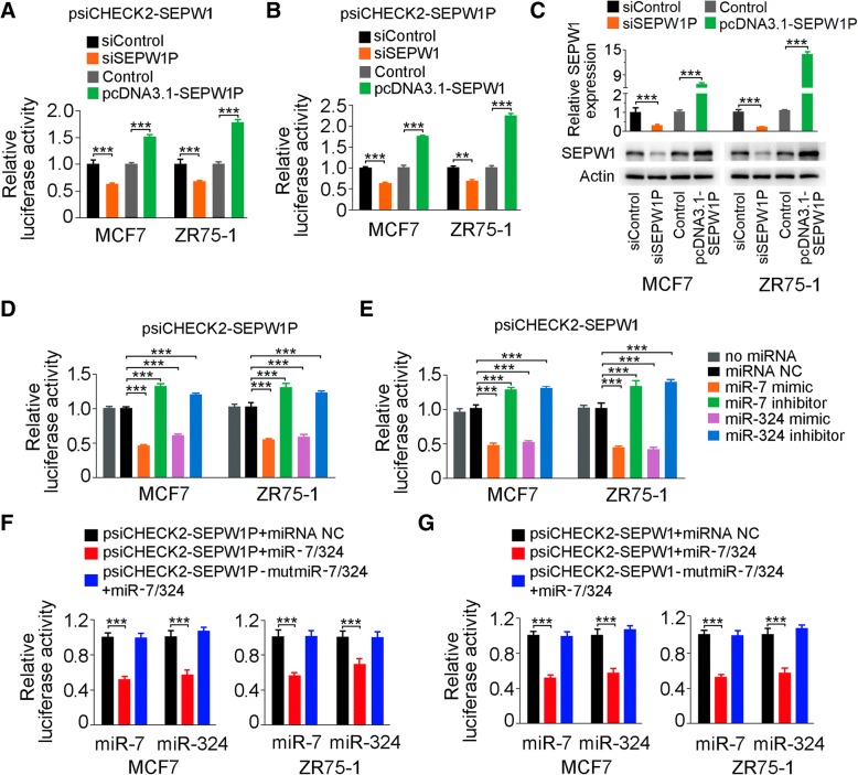 PIWI-interacting RNA-36712 restrains breast cancer progression and ...