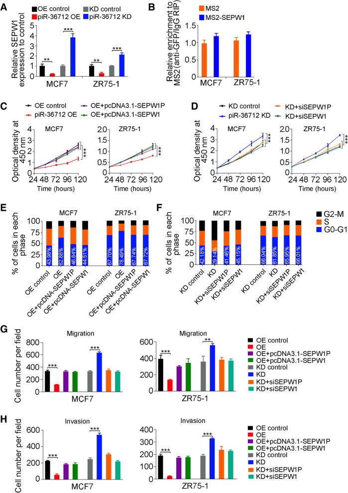 PIWI-interacting RNA-36712 restrains breast cancer progression and ...