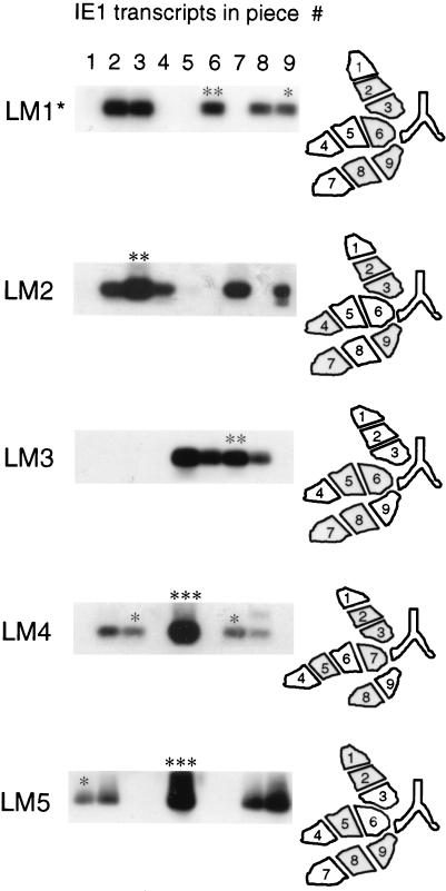 FIG. 5