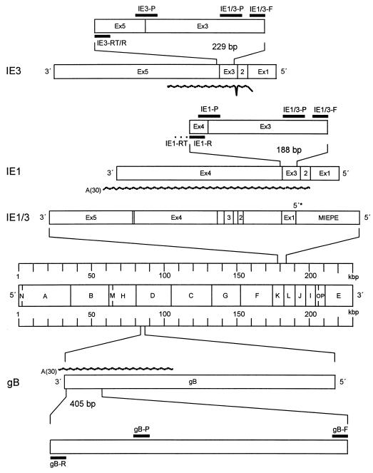 FIG. 1