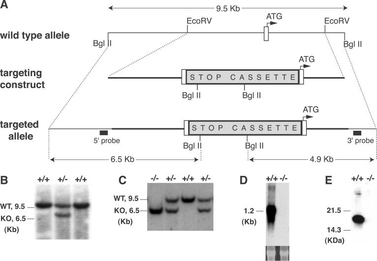 Fig 1.