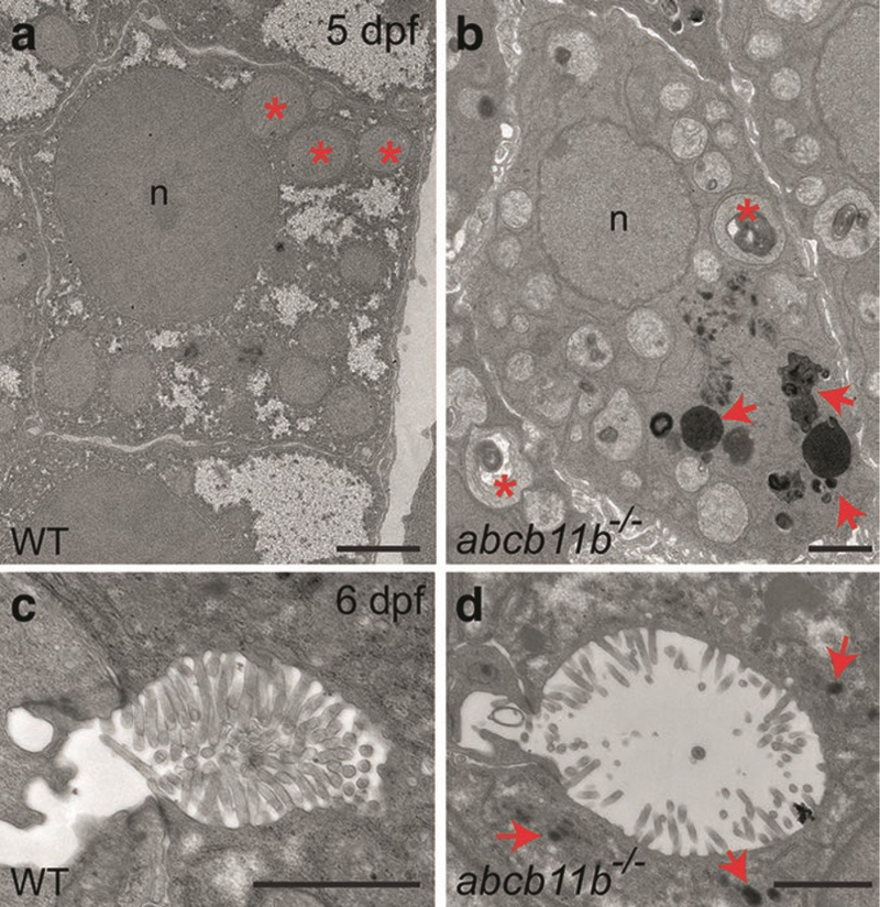 Fig. 5