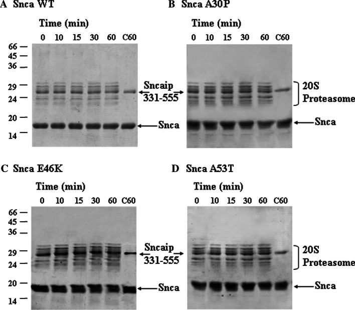 Fig. 3