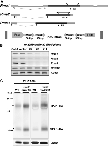 Figure 11.