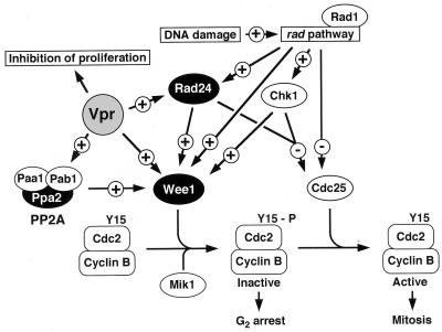 FIG. 7