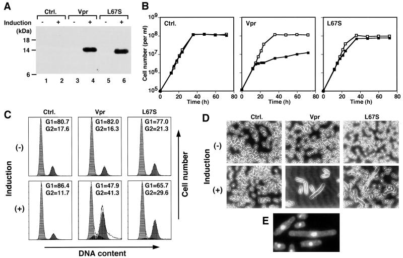 FIG. 1