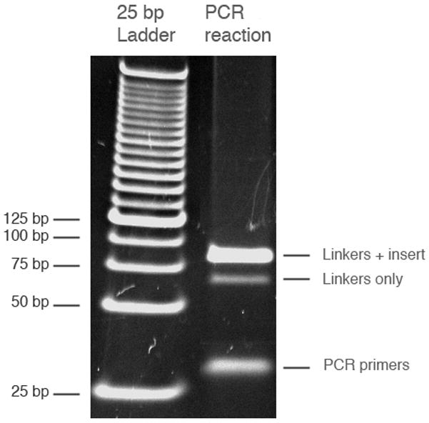 DNase-seq: a high-resolution technique for mapping active gene ...