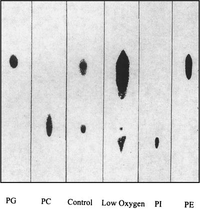 FIG. 1