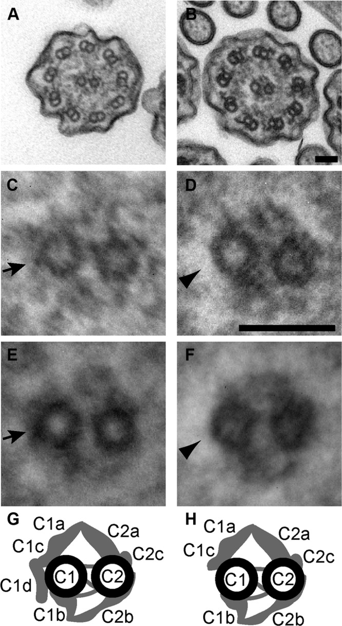 FIGURE 6: