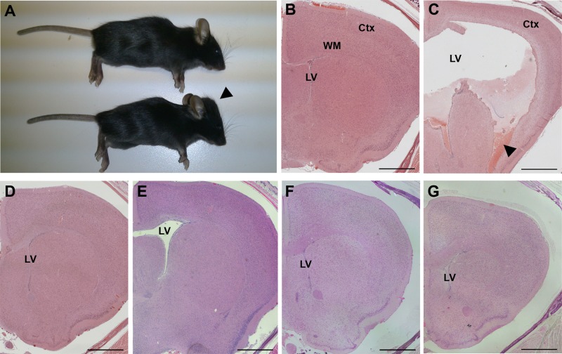 FIGURE 3: