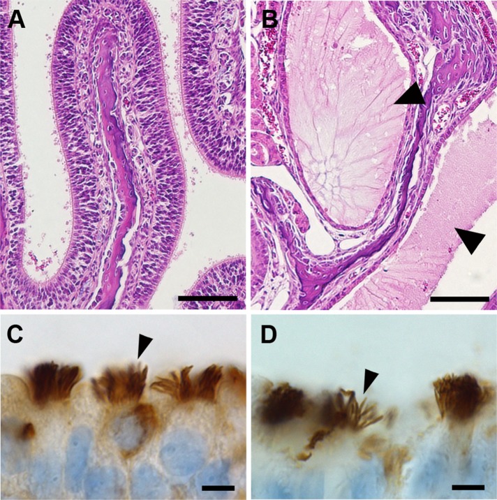 FIGURE 5: