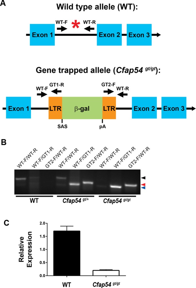 FIGURE 2: