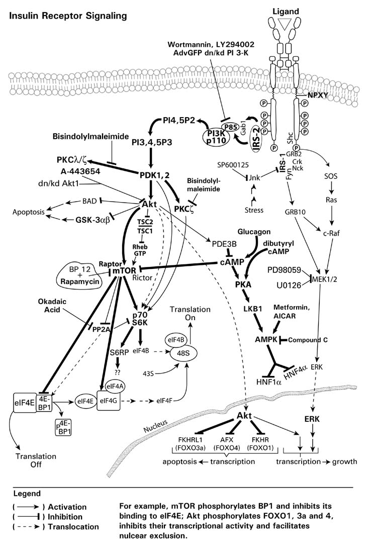 Fig. 12