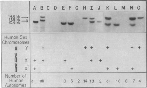 graphic file with name pnas00456-0240-a.jpg