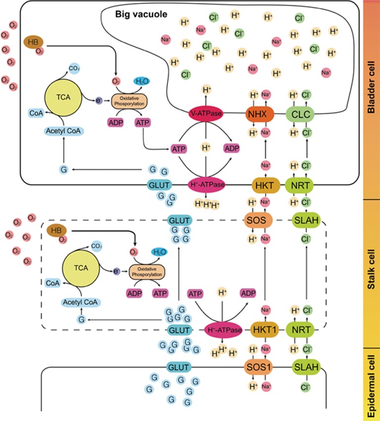 Figure 5