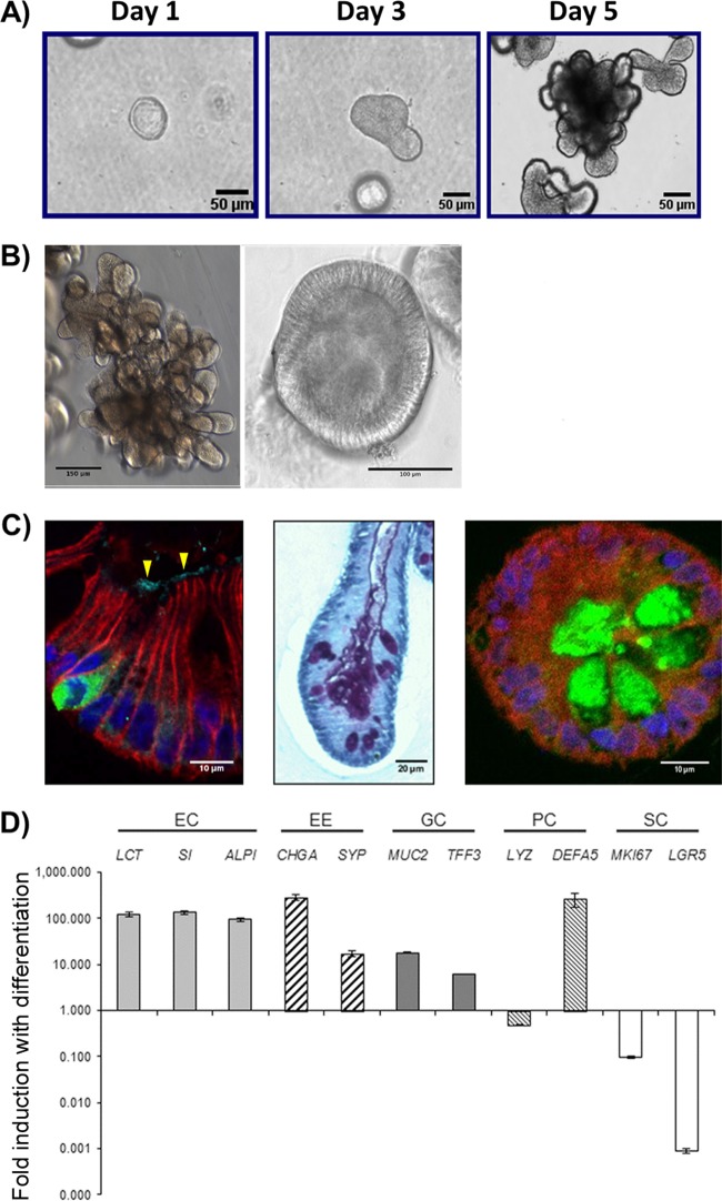 FIG 1