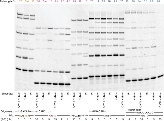 Figure 6—figure supplement 4.