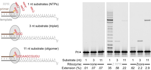 Figure 1—figure supplement 1.