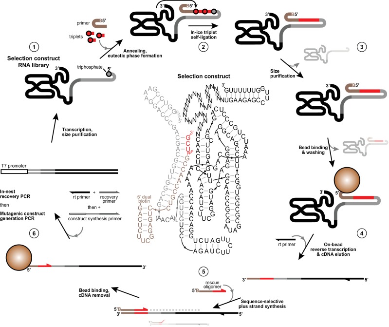 Figure 1—figure supplement 2.