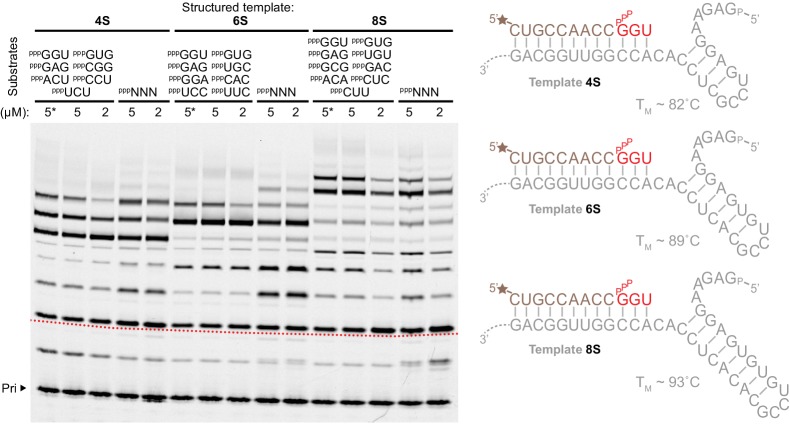 Figure 5—figure supplement 1.