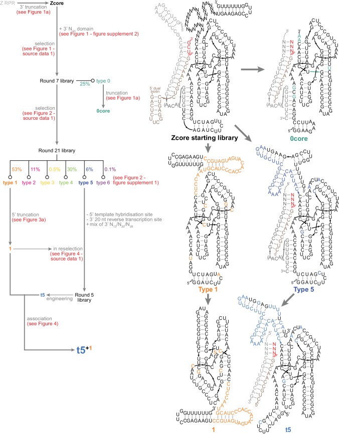 Figure 4—figure supplement 1.