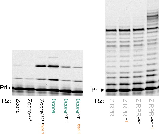 Figure 3—figure supplement 2.