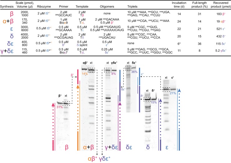 Figure 6—figure supplement 1.