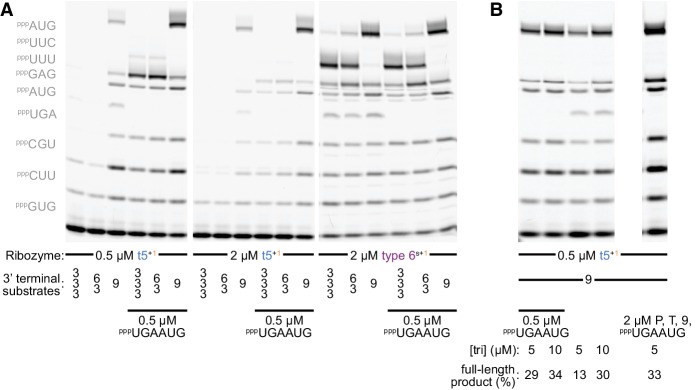 Figure 6—figure supplement 2.